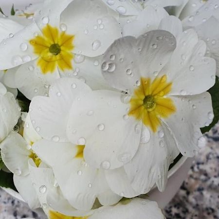 Daisy Διαμέρισμα Πούλα Εξωτερικό φωτογραφία