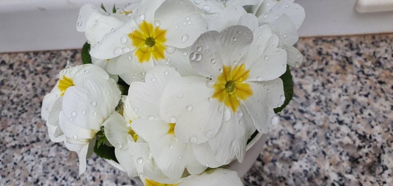 Daisy Διαμέρισμα Πούλα Εξωτερικό φωτογραφία